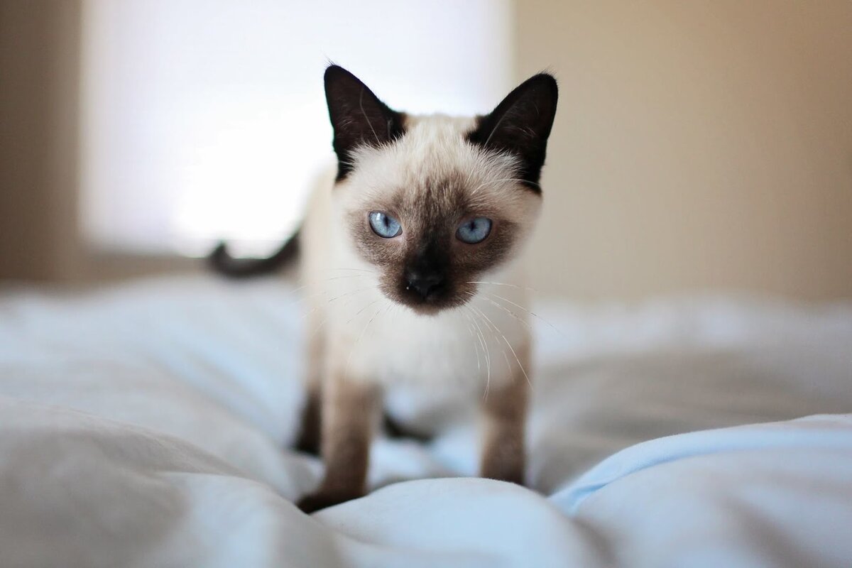сиамский котенок фото 3 месяца