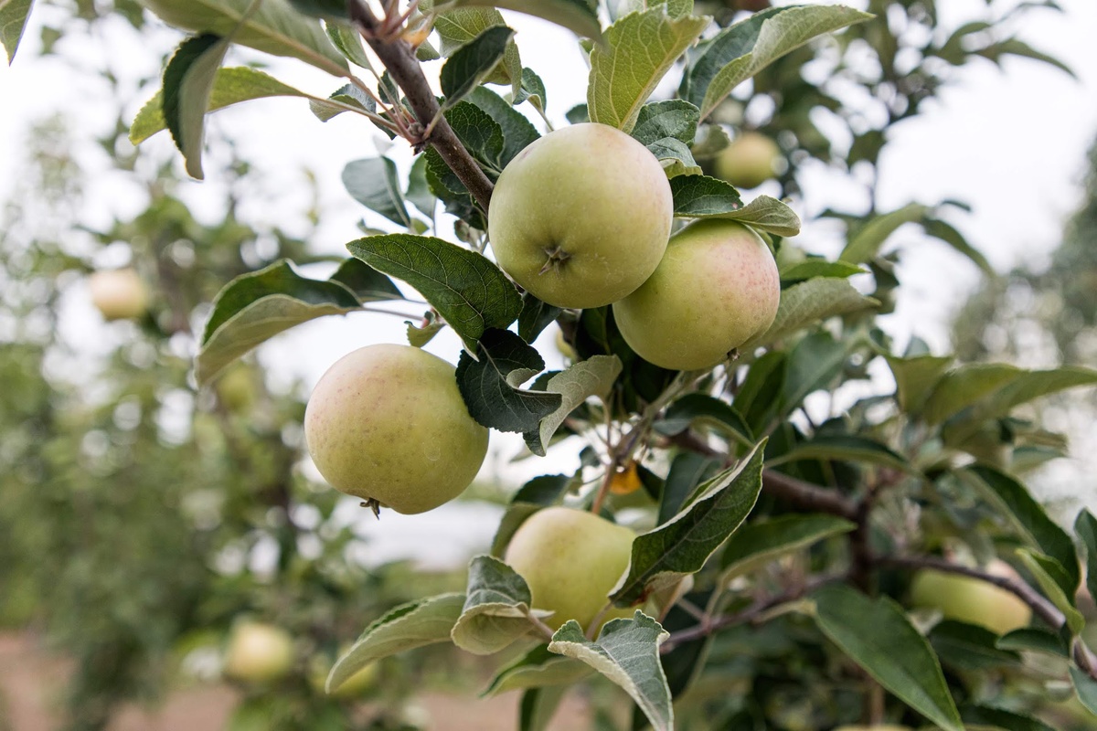 Фото:  Сергей Каширский