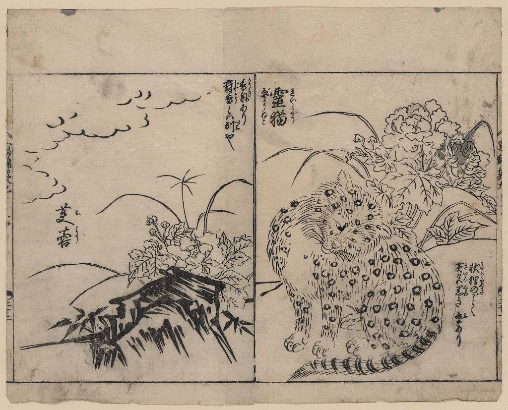 Artist:Tachibana Morikuni Title:[Cat with black markings on its fur and a fragrant rose mallow] Date:1720.