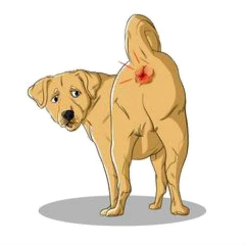 Почему собака на попе катается: основные причины и способы предотвращения