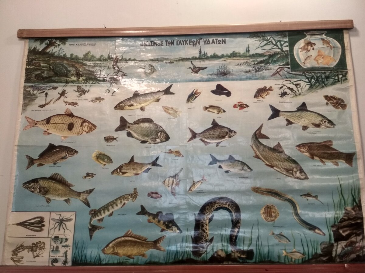 Ο κόσμος των γλυκέων υδάτων - мир пресноводных вод