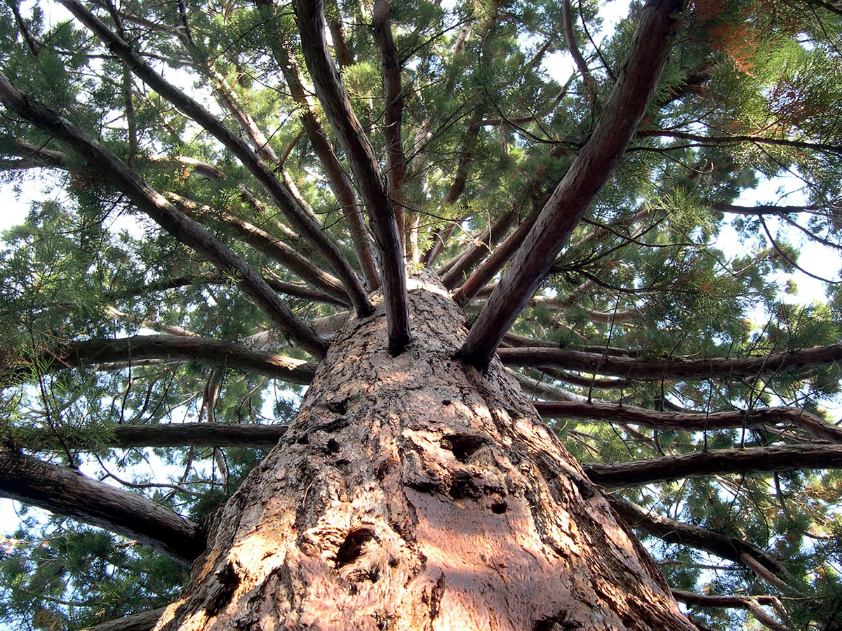 Секвойя Мамонтово дерево. Никитский Ботанический сад секвойядендрон. Секвойядендрон гигантский Мамонтово дерево. Секвойя вечнозелёная Sequoia sempervirens.