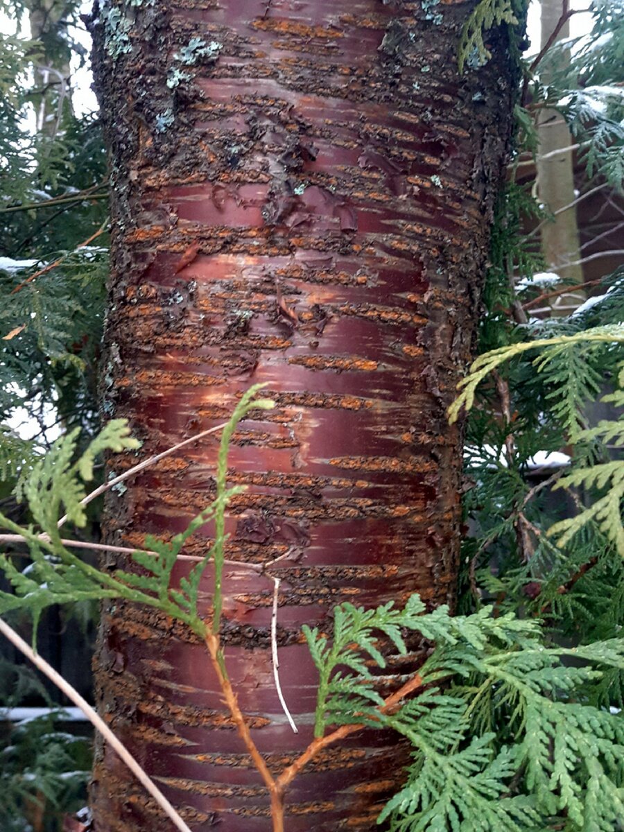 Яркая кора черемухи неизвестного вида. По красоте и осенней окраске ей нет равных в саду, но жуткий агрессор. Чуть зазевалась, а уже у соседей между забором и баней целый лес растет