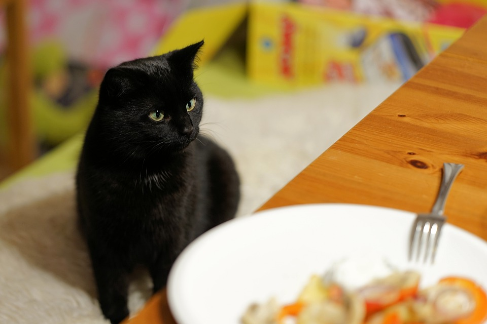 Почему кошки не любят запах цитрусовых? | ZOO CHANNEL | Дзен