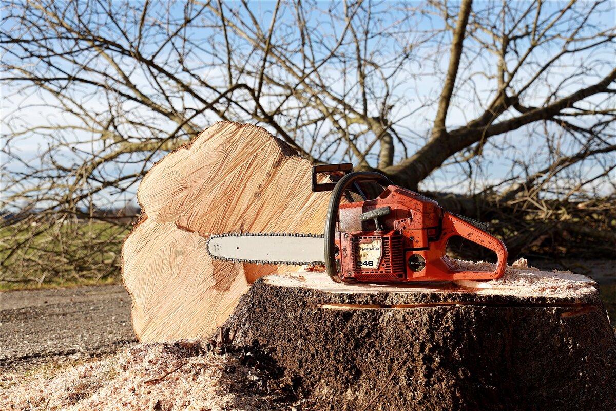 Масса тонкостей: можно ли обрезать деревья зимой