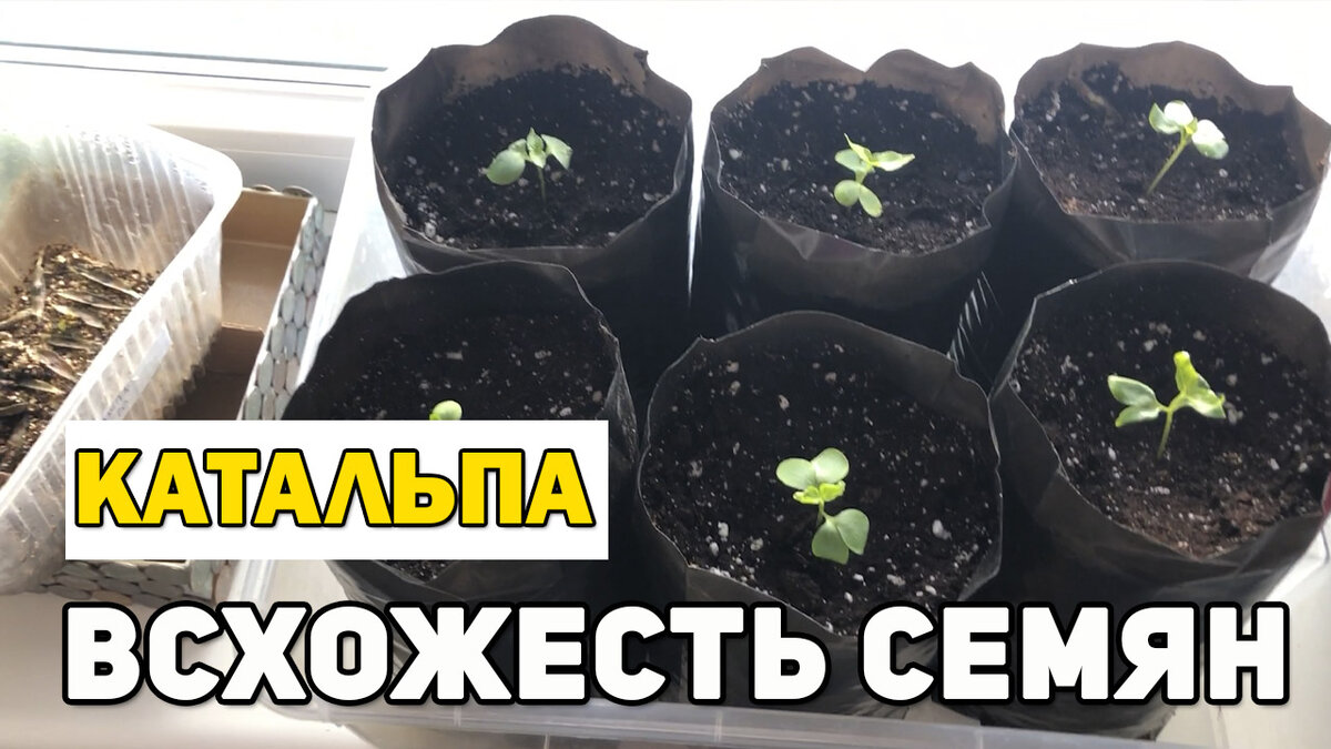           Выращиваем Катальпу из семян. Проверка всхожести семян Катальпы. Часть 1