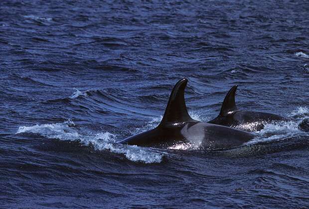 Фото из Yandex