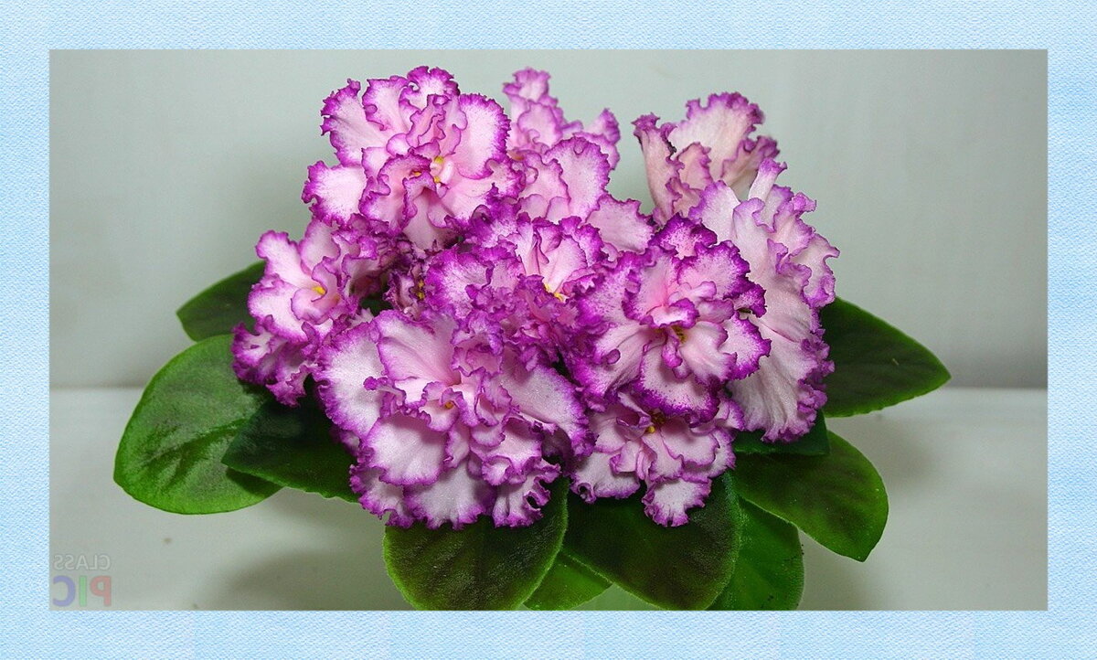 Сорт Ян-Менуэт