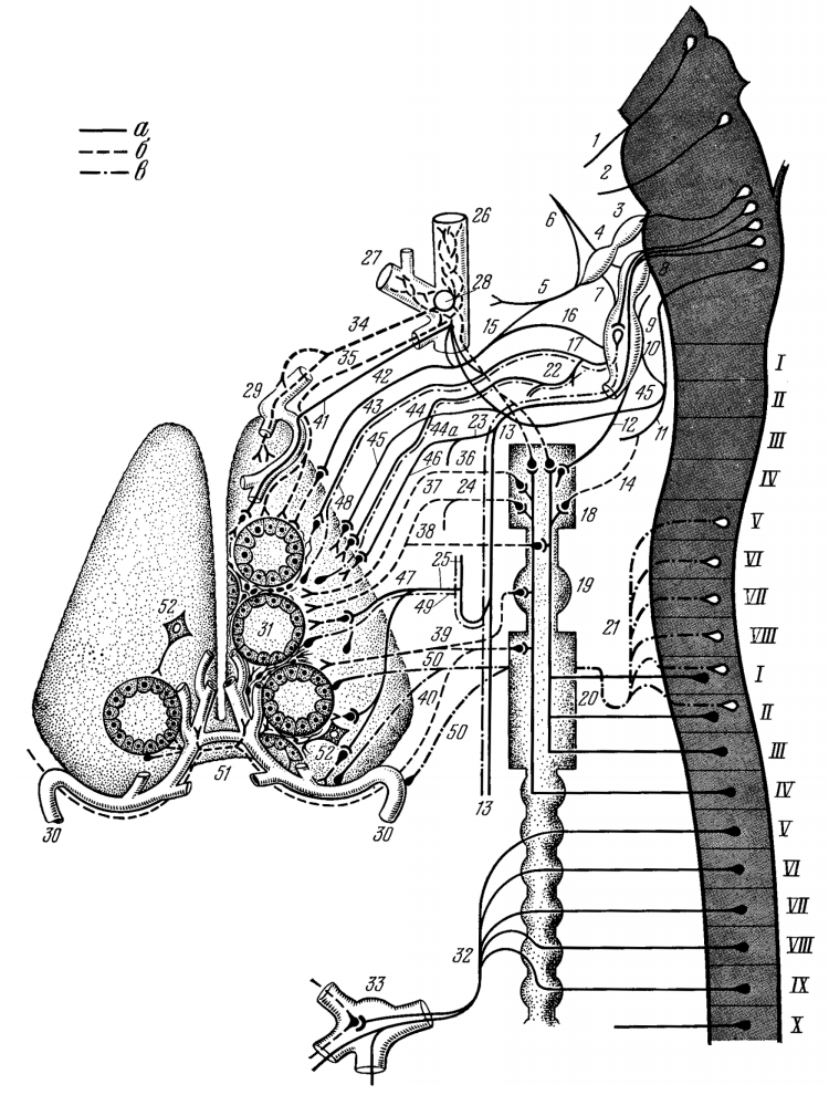 Схема иннервации щитовидной железы по Я.И. Ажипа, 1981.