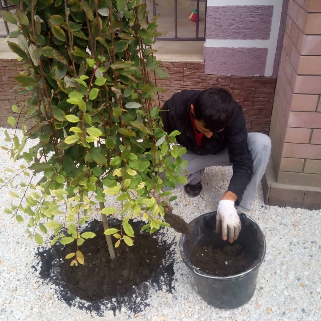 Посадка ивы