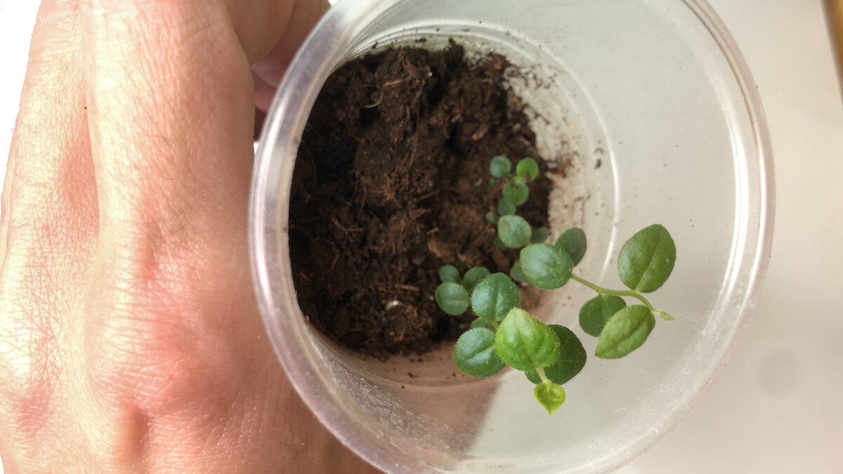 голубика из семян