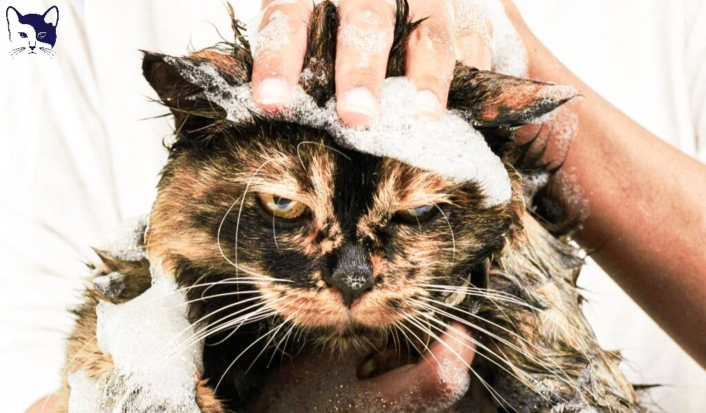 Источник изображения: Яндекс Картинки