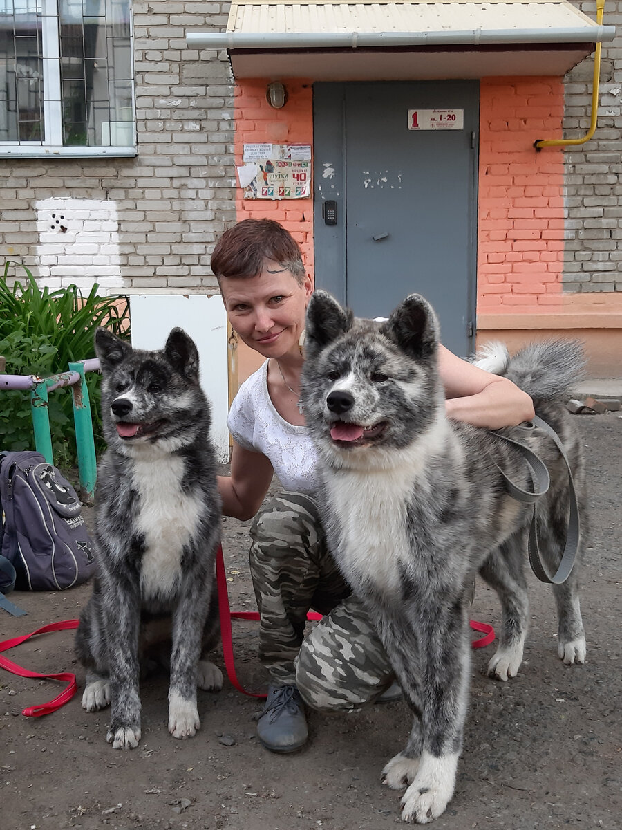 Слева - моя собака Митсу, девочка. Справа - ее родной братик. 