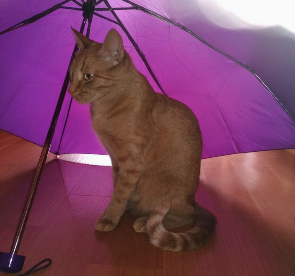 Фото автора. Кошка и зонтик мои, любимые и родные.