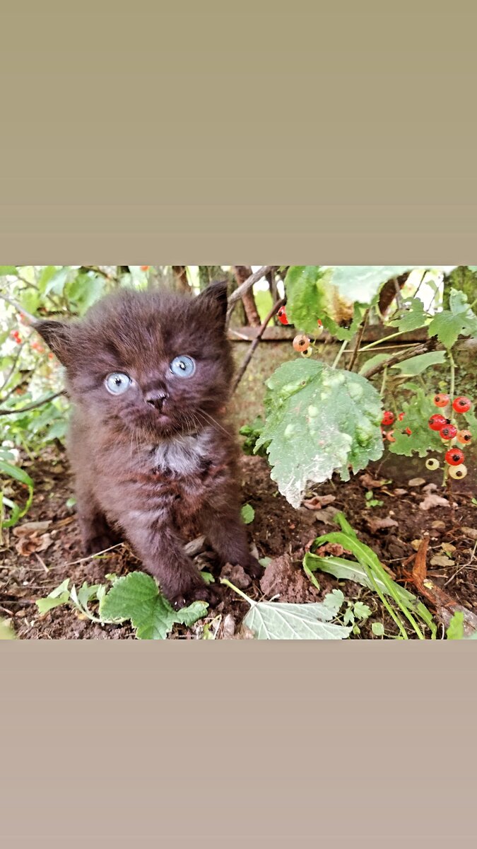 Уже не бездомный, но такой беззащитный