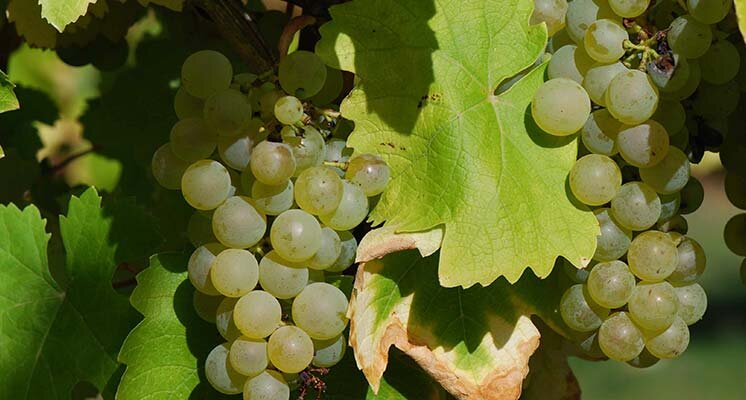 виноград для коньяка