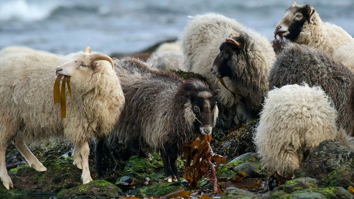 Водоросли вкусные, говорили они, водоросли полезные!