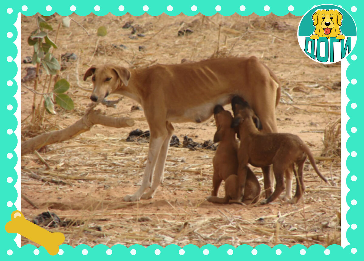 Кормление щенков в естественных условиях. Фото в свободном доступе