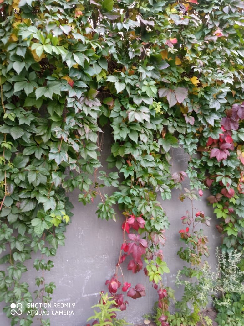 Зелёная изгородь на бетонной стене