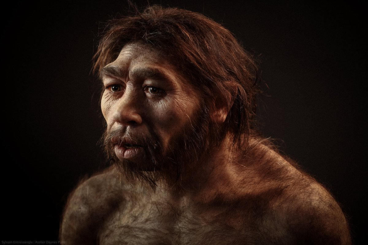 Синантроп. Homo sapiens Neanderthalensis homo Erectus. Пекинский синантроп. Человек прямоходящий homo Erectus.