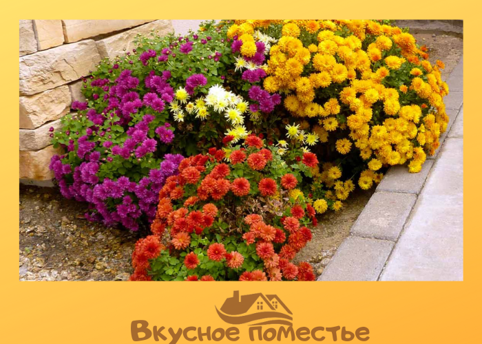 Хризантемы в саду
