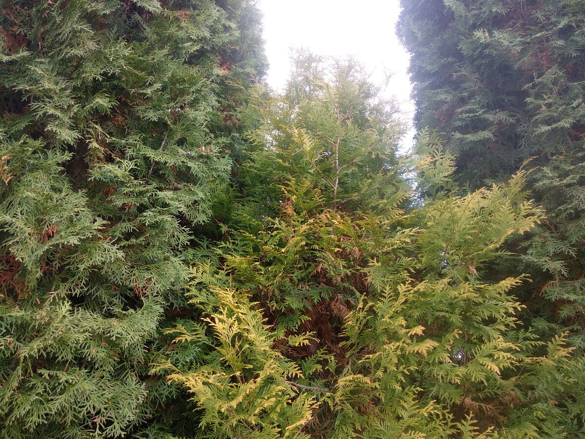 Туи колонновидные и золотистая. Фото автора