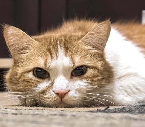 Аденокарцинома у кошки: причины, симптомы, диагностика и лечение [Кошки cats]