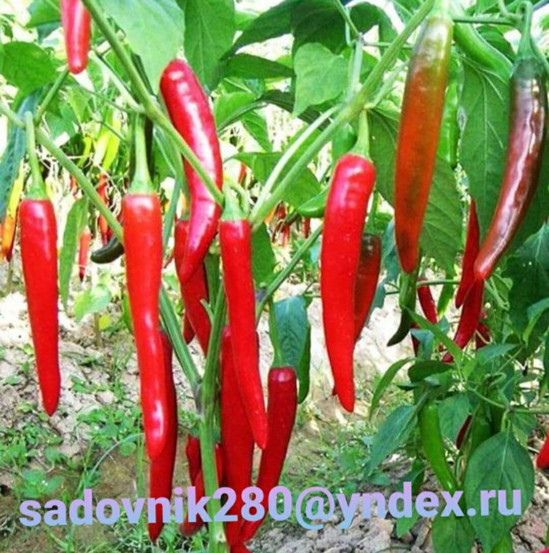 Обязательно в следующем сезоне устрою грядку для острого красного перца.