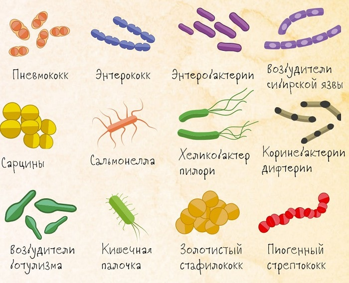 Рисунки бактерий 2 класс