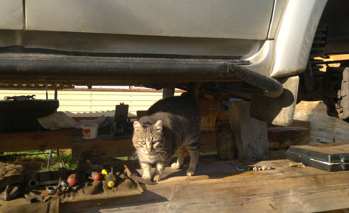 Ну очень суровый кот