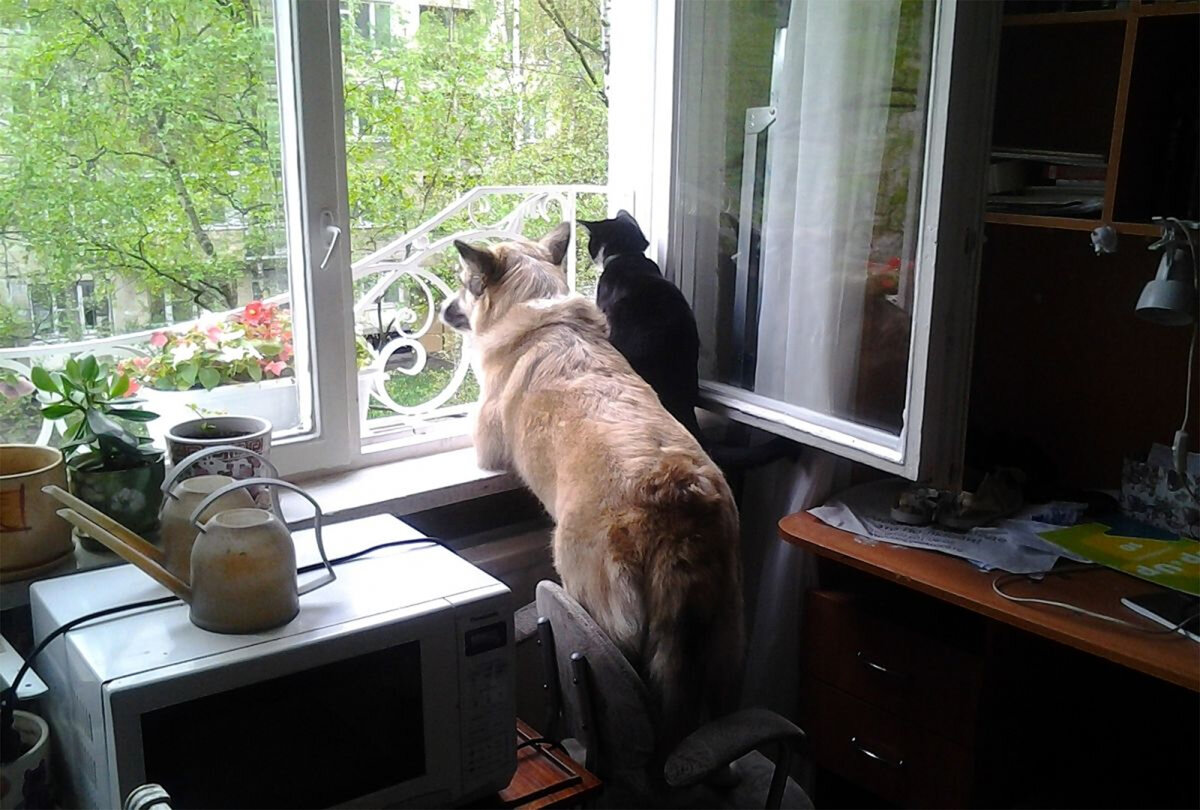 Животные ждут хозяев дома