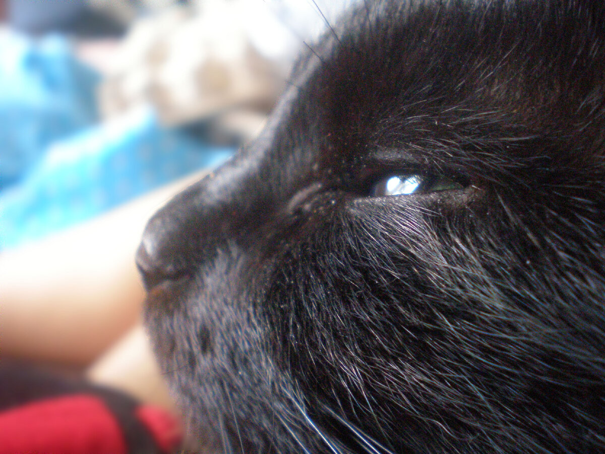 Самая "замурчательная" кошка Пуша