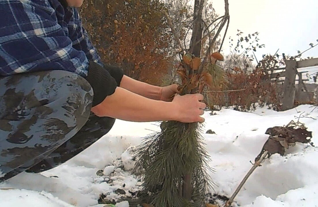 Снег заботливо укутал все деревья. Укрытие плодовых деревьев лапником. Укрытие лапником яблони. Укрывать деревья лапником.