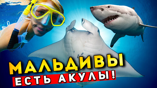 ОПАСНЫЕ Мальдивы - акулы и морские дьяволы в море! Безопасен ли отдых на Мальдивах?