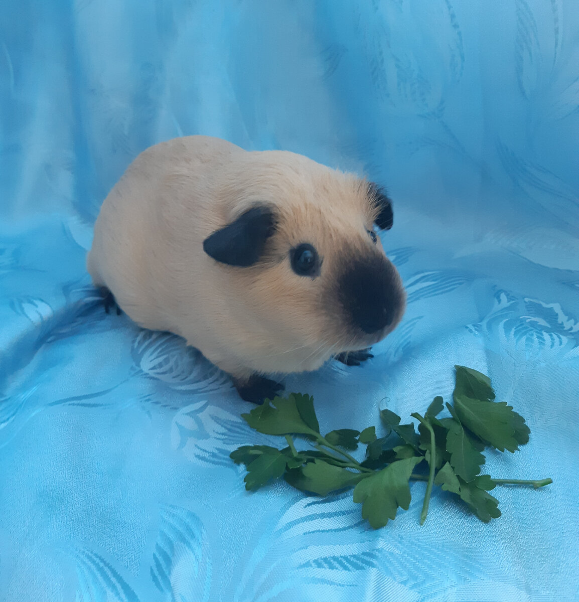 Петрушку в каждый дом!