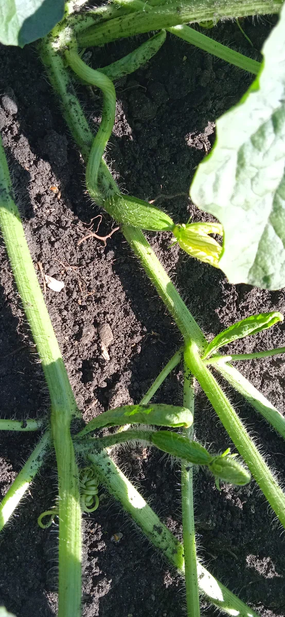 На огурец похоже, не правда ли?)