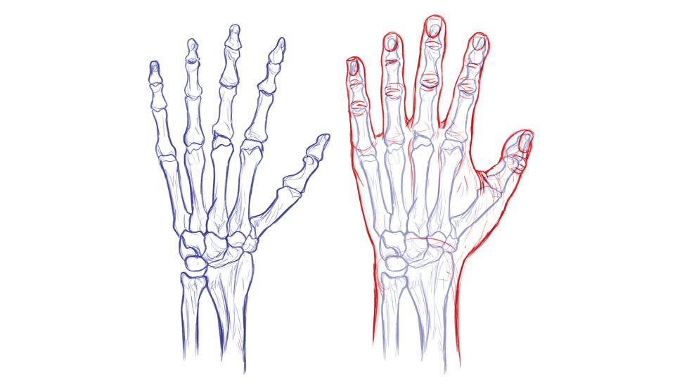 Изучайте анатомию кисти руки, чтобы знать, как она работает