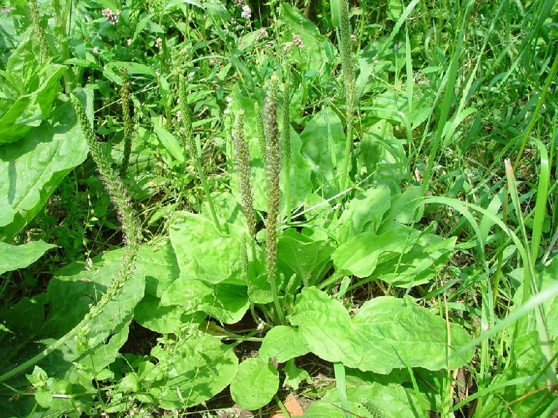 Подорожник. Фото заимствовано в сервисе Яндекс.Картинки