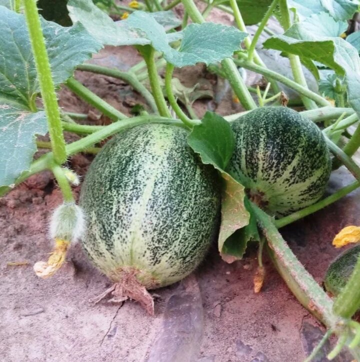 Дыни на пленке