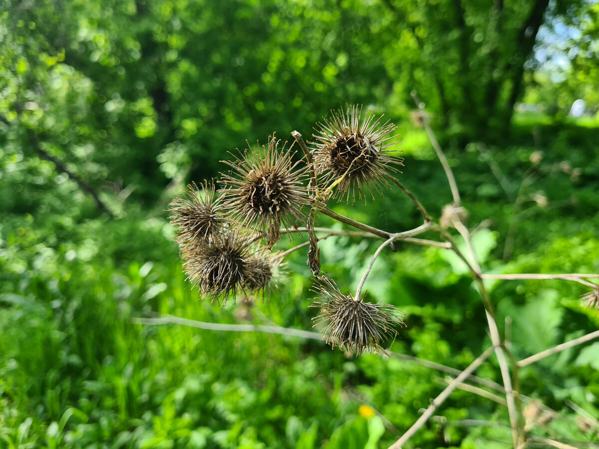 Лопух паутинистый Arctium tomentosum