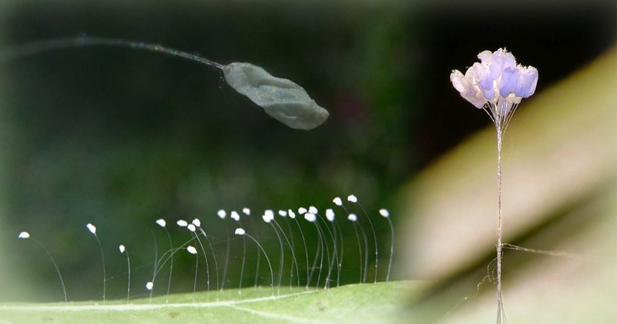 удумбара и златоглазка. удумбара. удумбара цветок. удумбара и златоглазка. ютан полуо цветок.