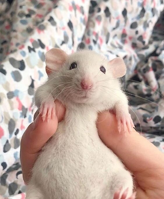 крыса из интернета :)