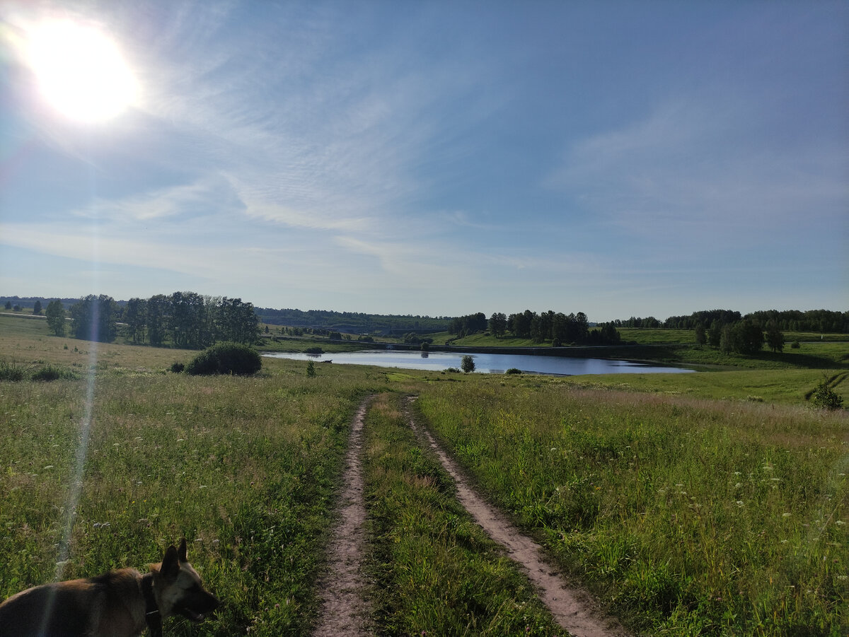 Гуляли с овчаркой 🐶 