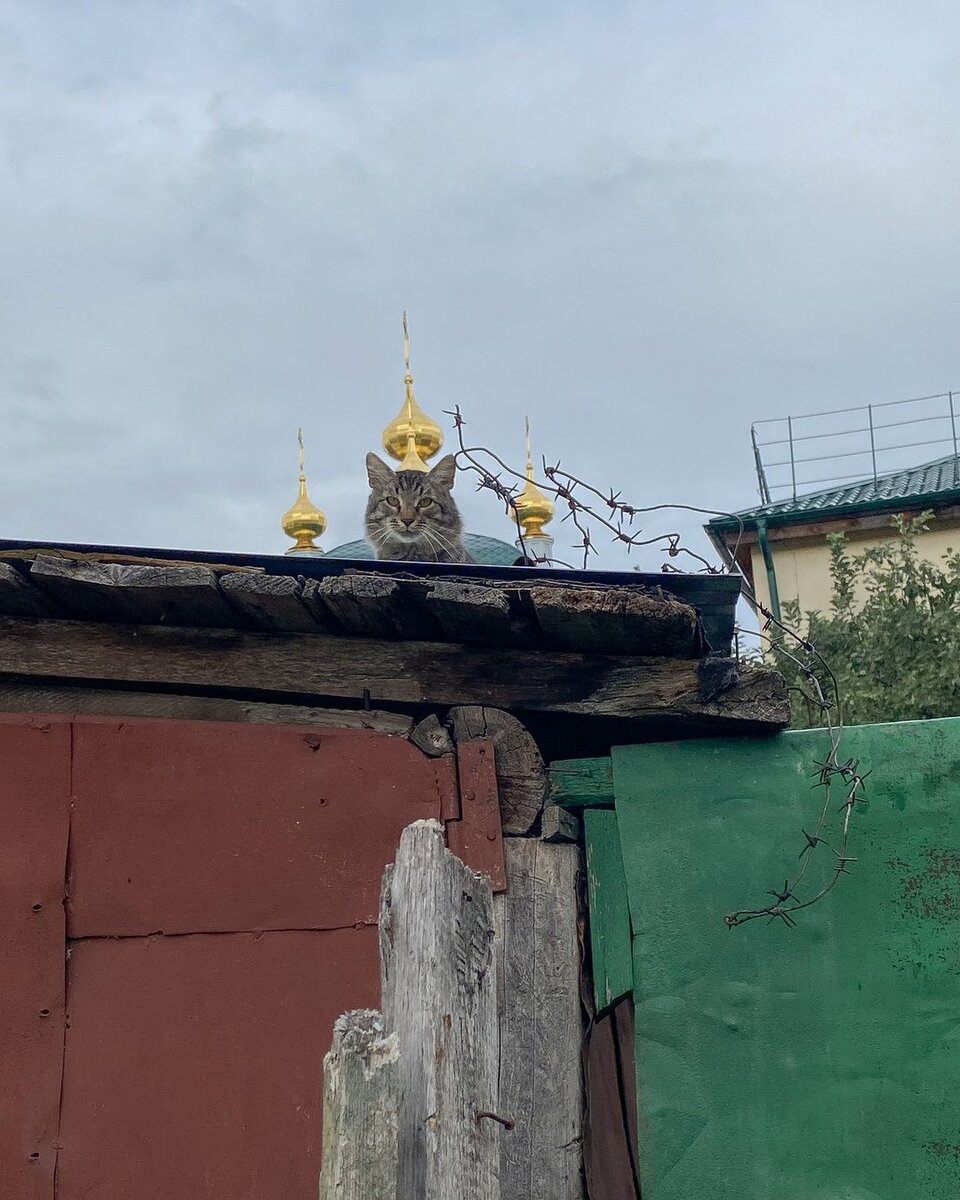 Дарья Рыбальченко