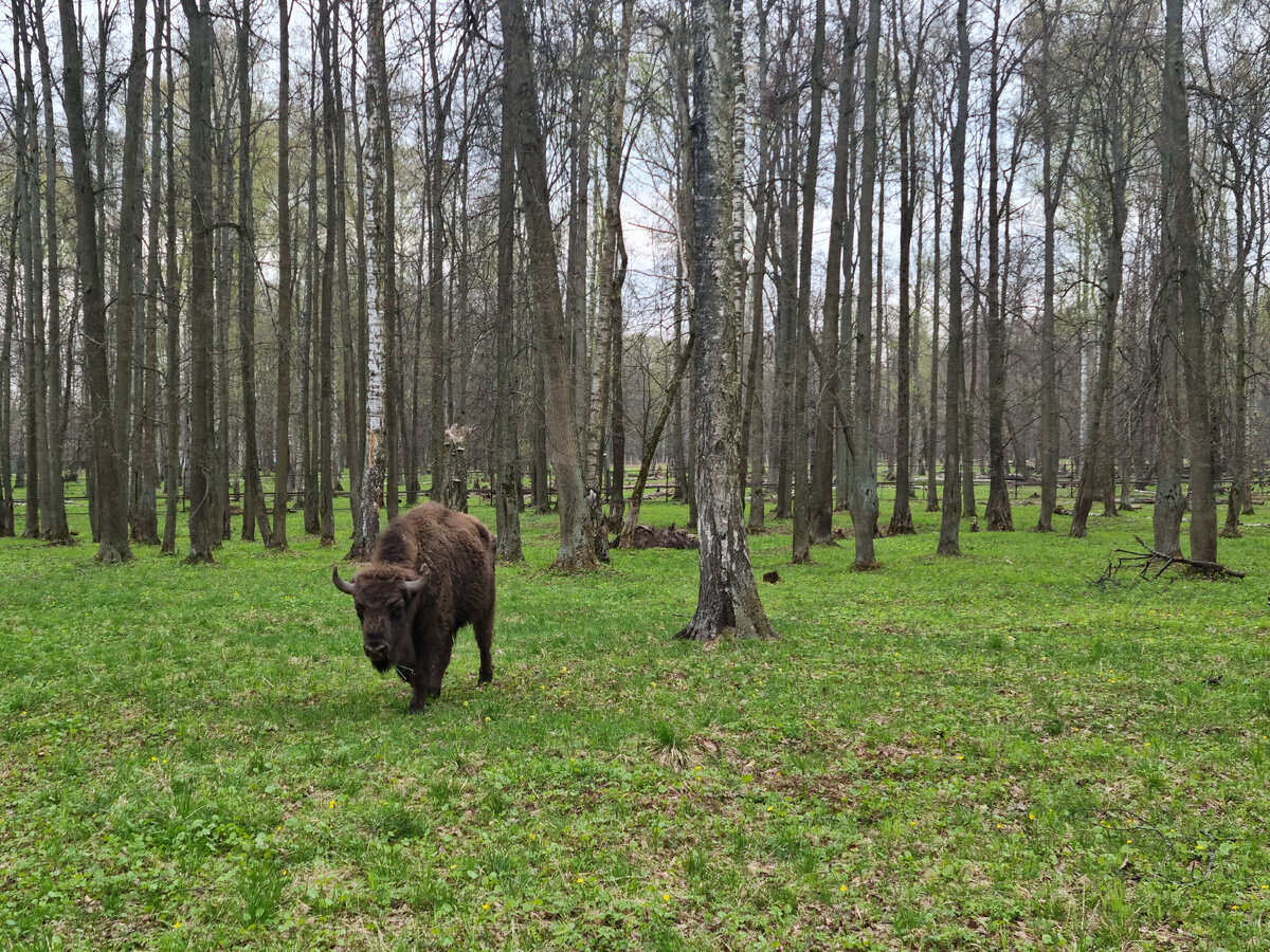 Зубр - самое крупное копытное Европы. Фото автора из заповедника.