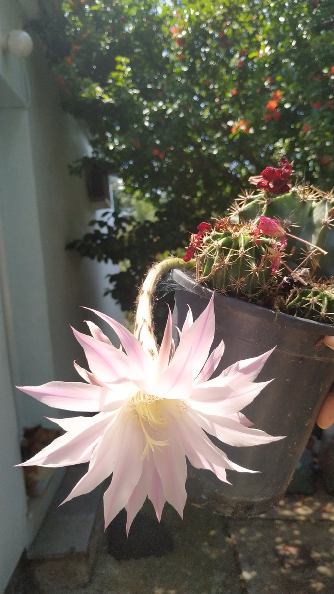 Это вам для настроения привет с моего балкона.