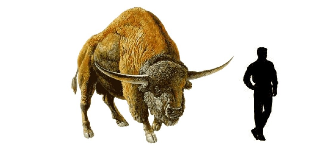 Доисторический бизон - прародитиль современных бизонов и зубров. Рост около 2,5 метров, вес до двух тонн
