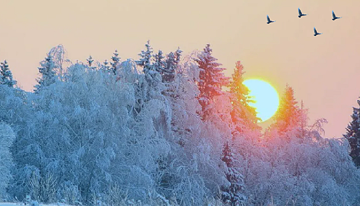 Обыкновенная. Солнце уже поднялось из-за горизонта и под его лучами ...