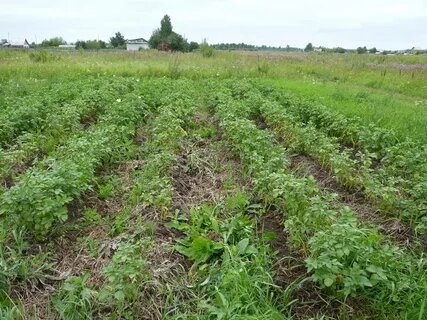 пырей на картошке