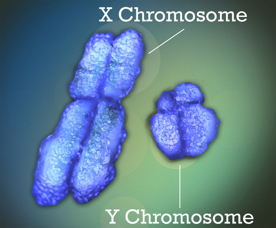 Хромосомы женщины и мужчины. Х хромосома. X И Y хромосомы. Y хромосома. Игрек хромосома.